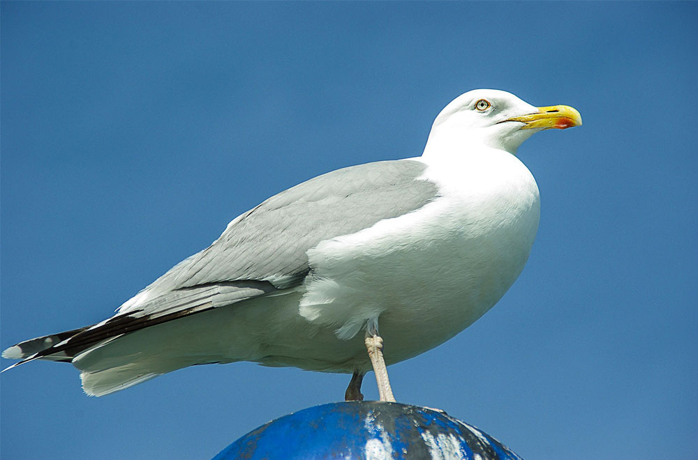 Eine weiß-graue Möwe vor einem blauen Hintergrund